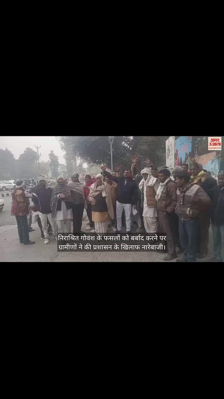 VIDEO : निराश्रित गोवंश के फसलों को बर्बाद करने पर ग्रामीणों ने की प्रशासन के खिलाफ नारेबाजी