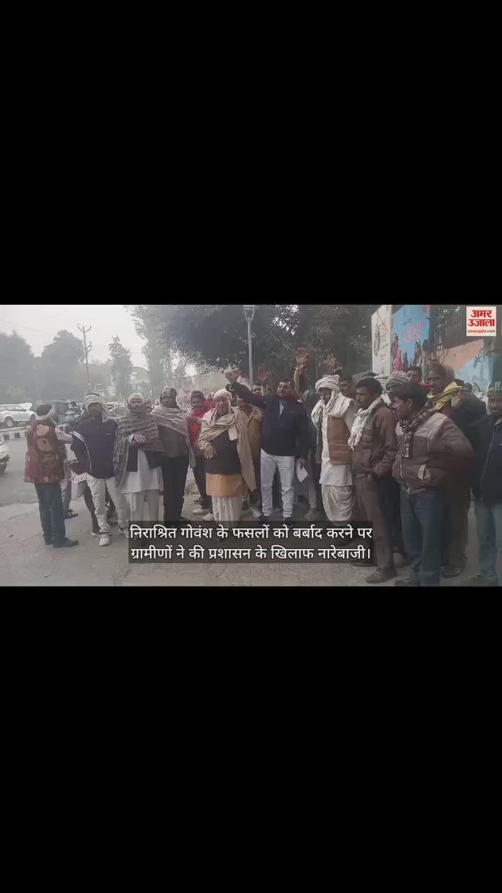 VIDEO : निराश्रित गोवंश के फसलों को बर्बाद करने पर ग्रामीणों ने की प्रशासन के खिलाफ नारेबाजी