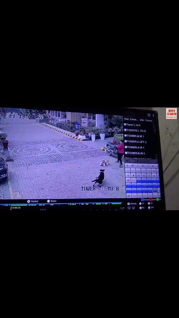 VIDEO : नोएडा में महिला और डॉगी पर आवारा कुत्तों का हमला, सीसीटीवी में कैद हुई घटना 