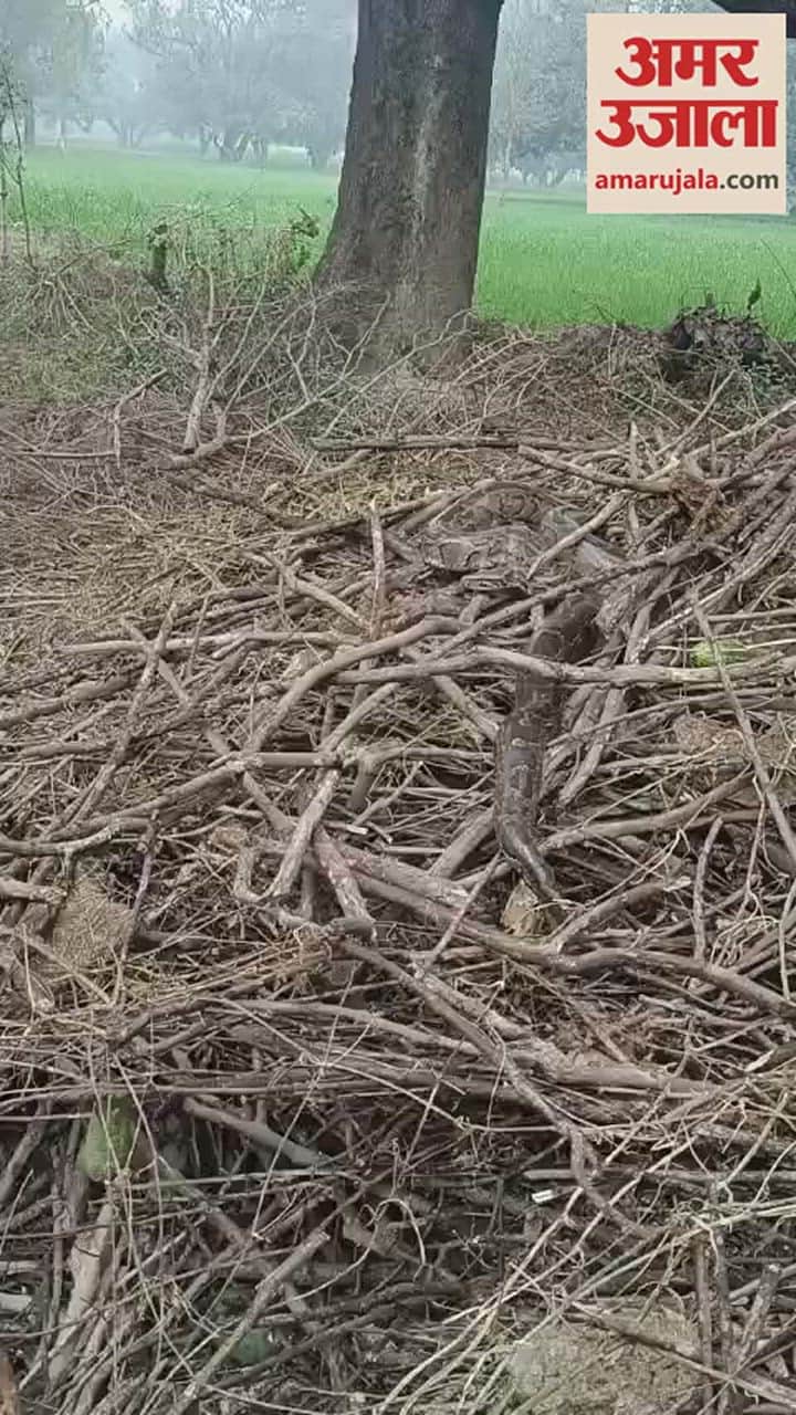 VIDEO : बरेली में गांव के बाहर विशालकाय अजगर देख बच्चों की निकल पड़ी चीख