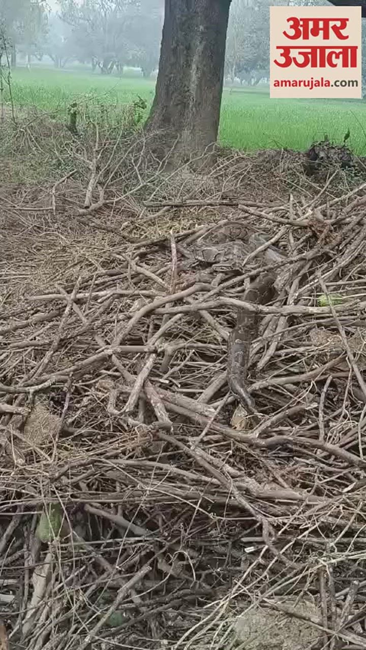 VIDEO : बरेली में गांव के बाहर विशालकाय अजगर देख बच्चों की निकल पड़ी चीख