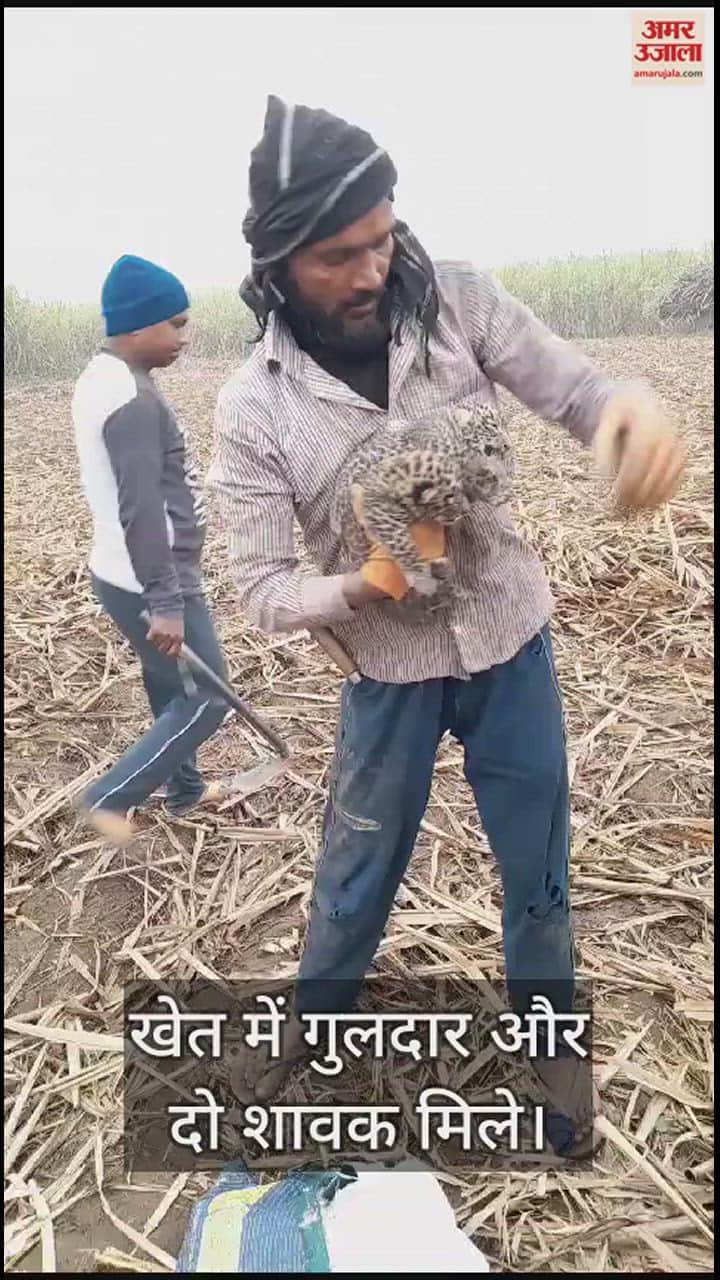 VIDEO : Guldar found with two cubs in field in Bijnor