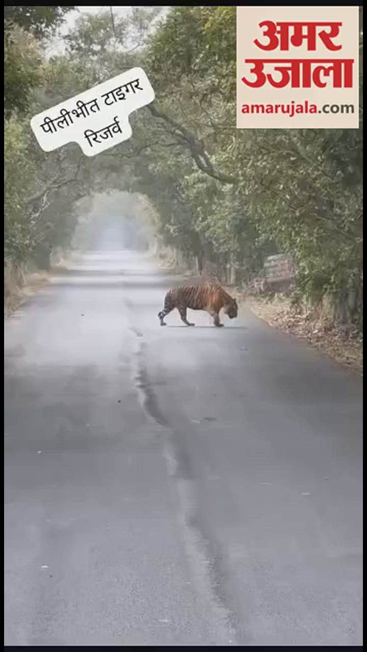 VIDEO : सड़क पर बाघ की सैर... जंगल सफारी कर रहे सैलानी हुए रोमांचित