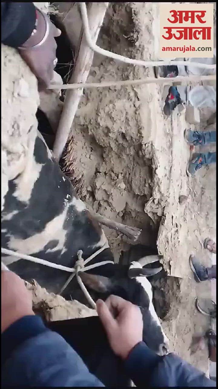 VIDEO : कच्चे मकान की छत पर चढ़ गई गाय, जानें फिर क्या हुआ...