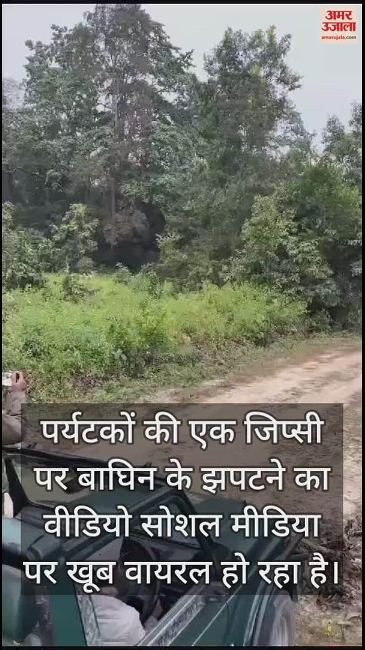 VIDEO : जब बाघिन ने पर्यटक पर मारा झपटा... दहाड़ से दहला कार्बेट पार्क, देखें वीडियो