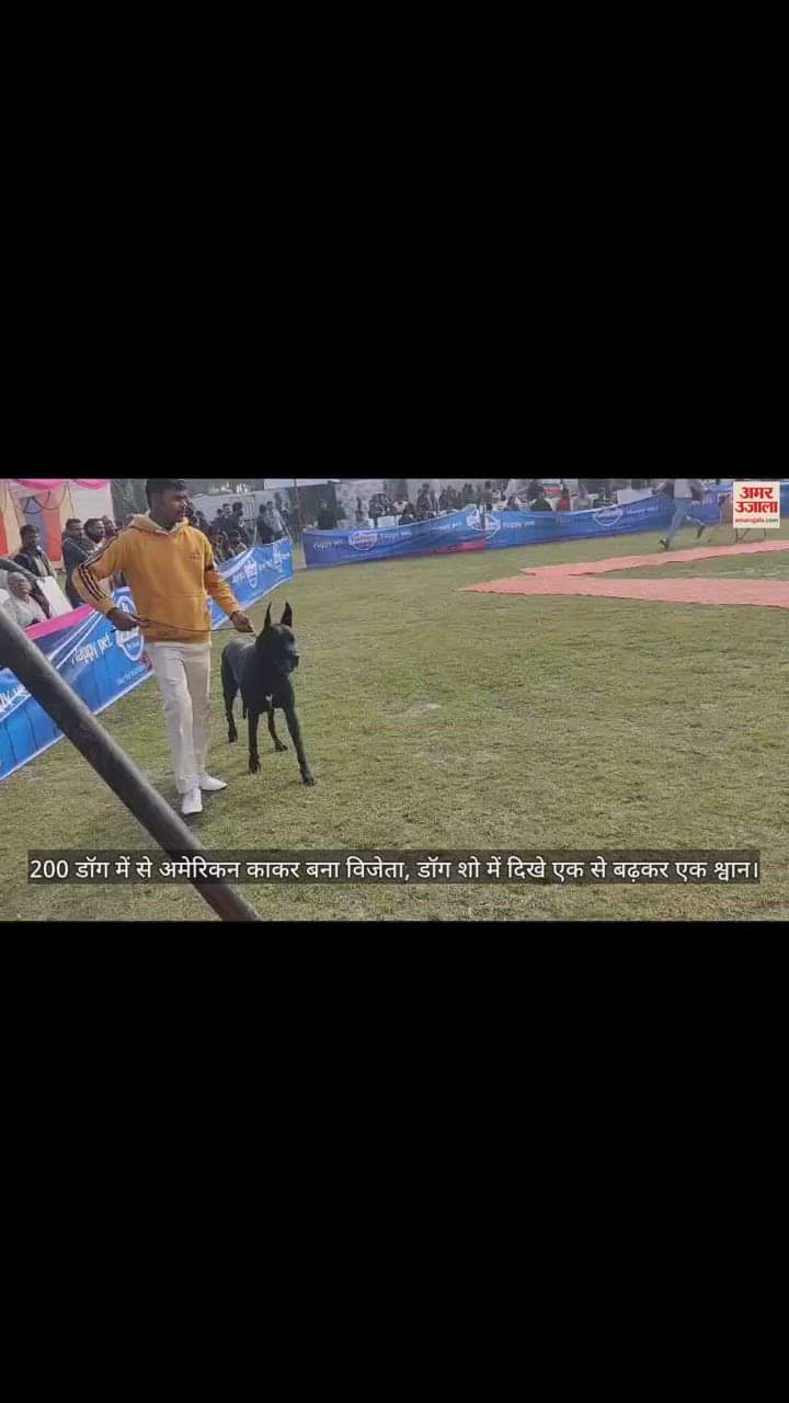 VIDEO : 200 डॉग में से अमेरिकन काकर बना विजेता, डॉग शो में दिखे एक से बढ़कर एक श्वान