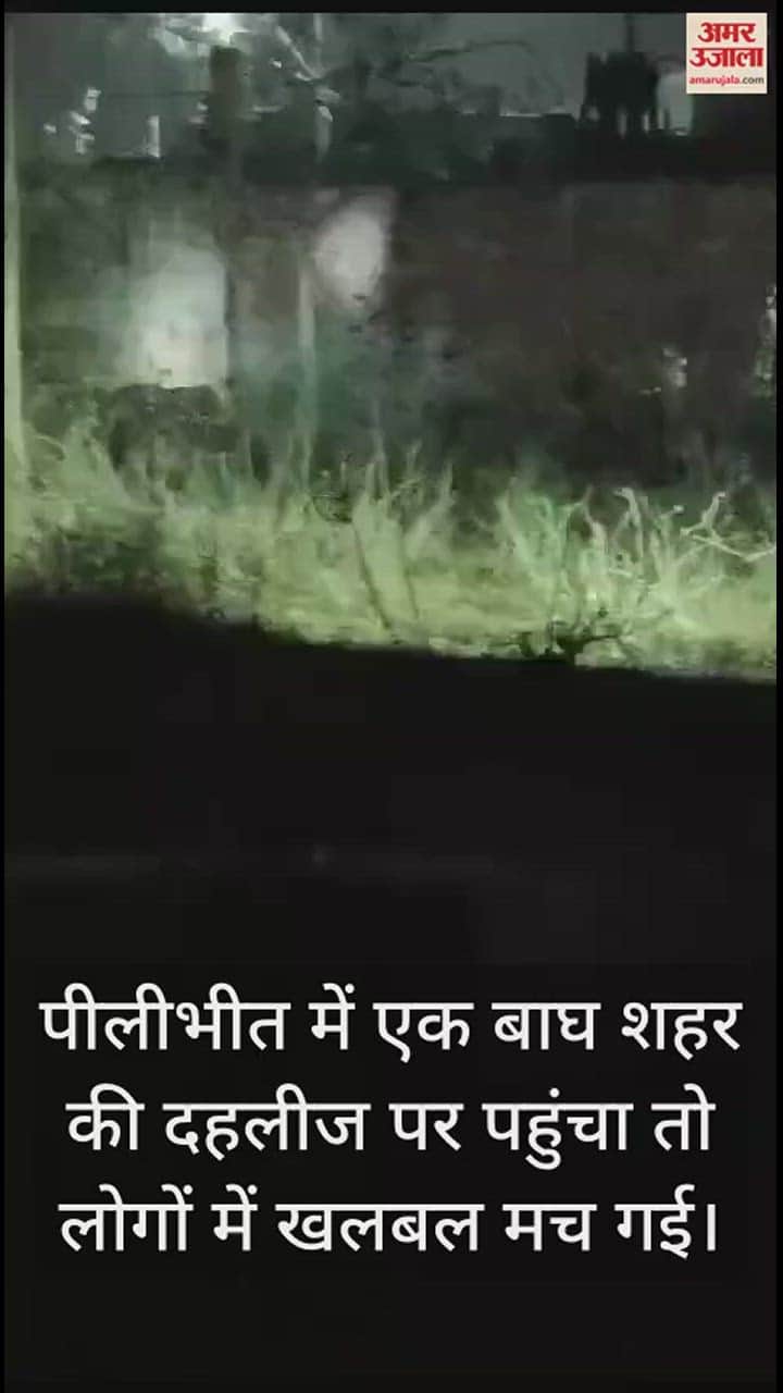 VIDEO : शहर की दहलीज पर पहुंचा बाघ, मची अफरा-तफरी, देखें वीडियो