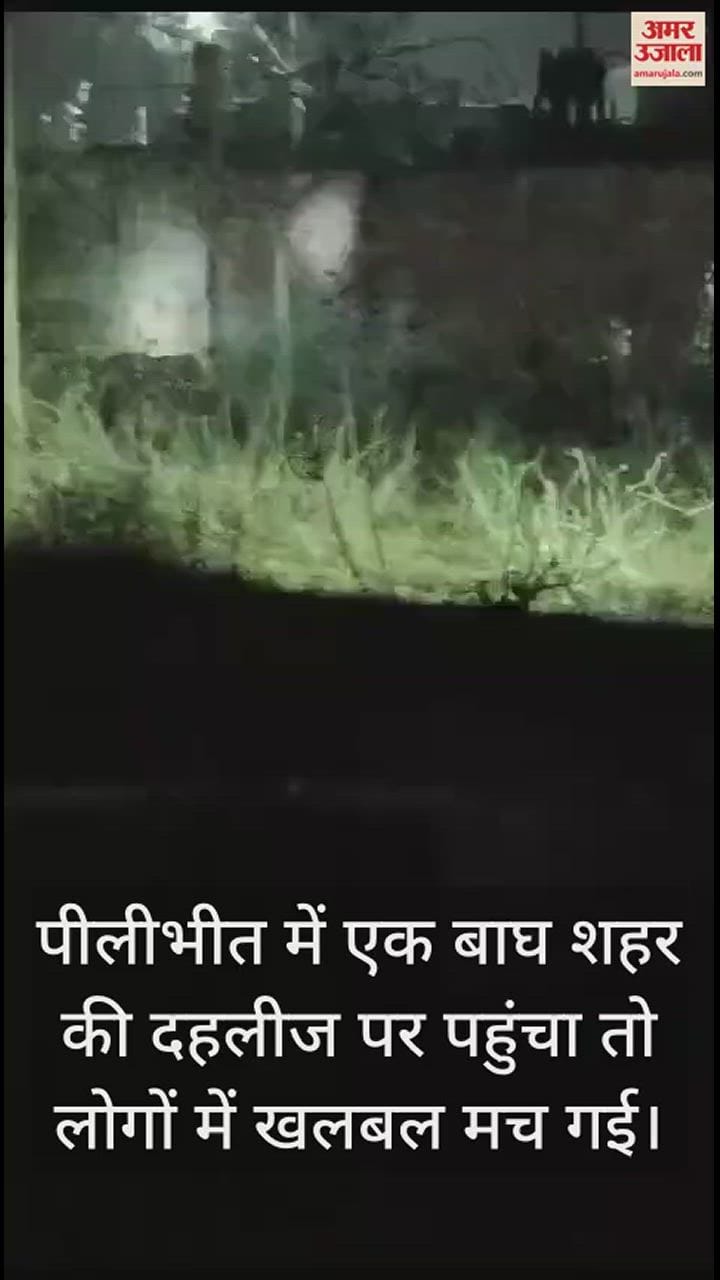 VIDEO : शहर की दहलीज पर पहुंचा बाघ, मची अफरा-तफरी, देखें वीडियो