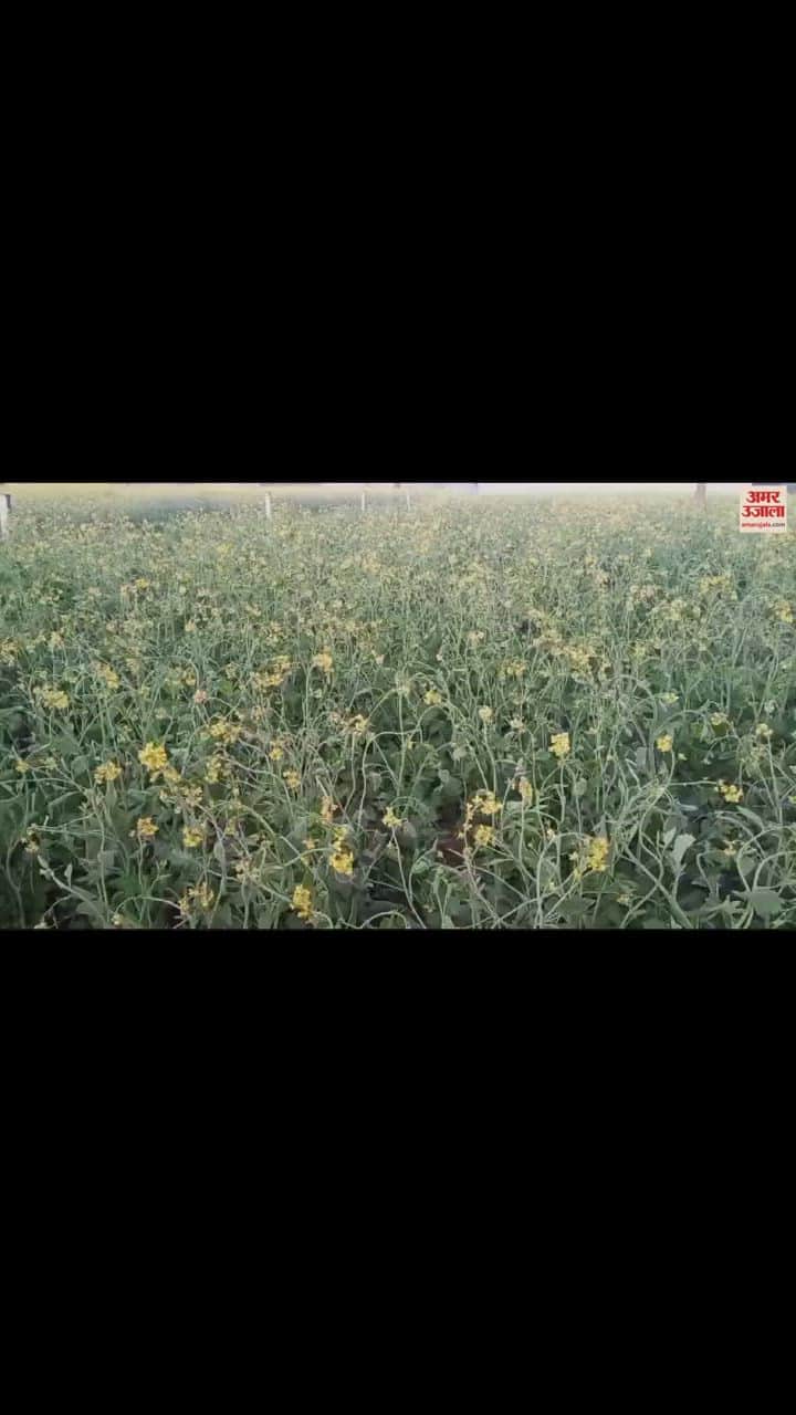 VIDEO : नारनौल में दूसरे दिन भी गिरा पाला, सरसाें की फसल में नुकसान की बनी संभावना