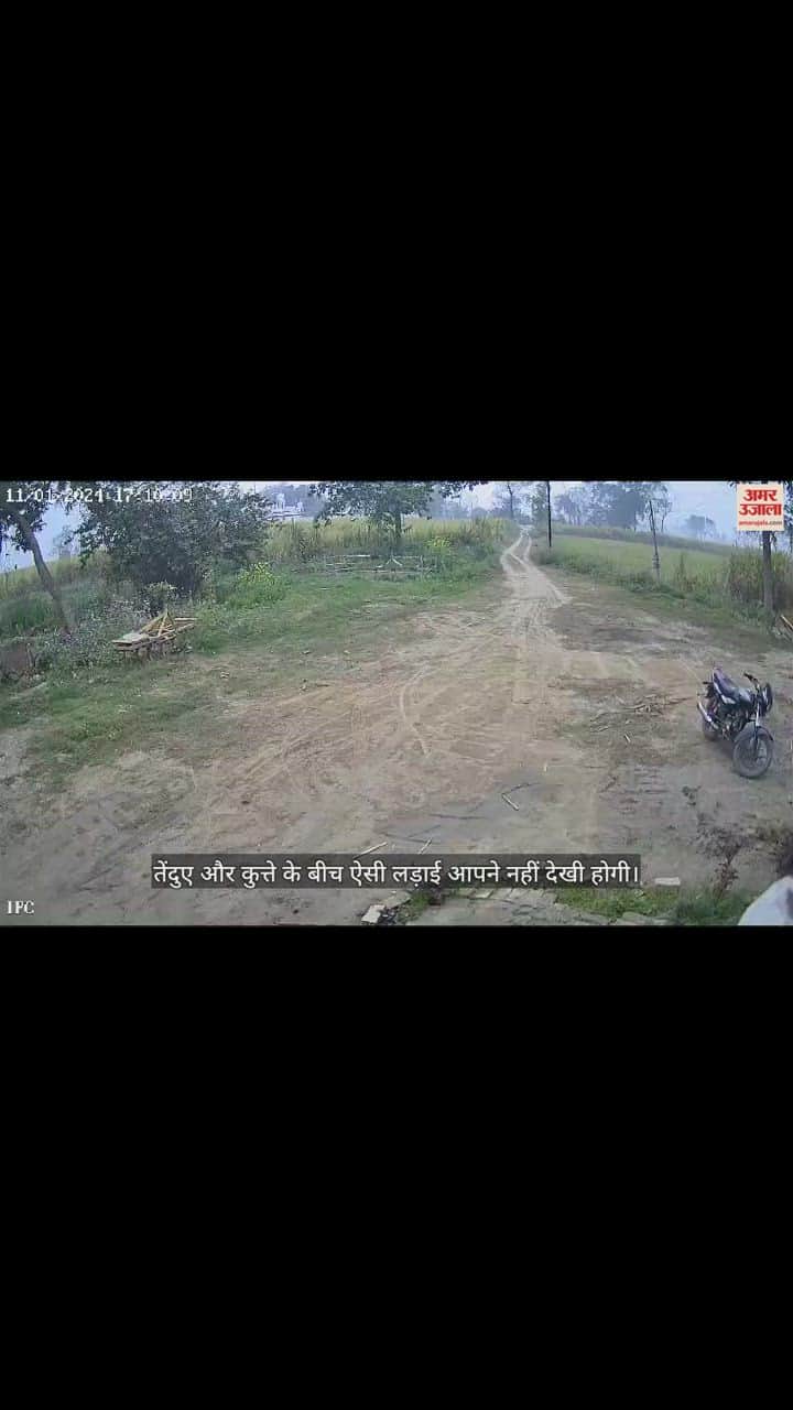 VIDEO : तेंदुए और कुत्ते के बीच ऐसी लड़ाई आपने नहीं देखी होगी