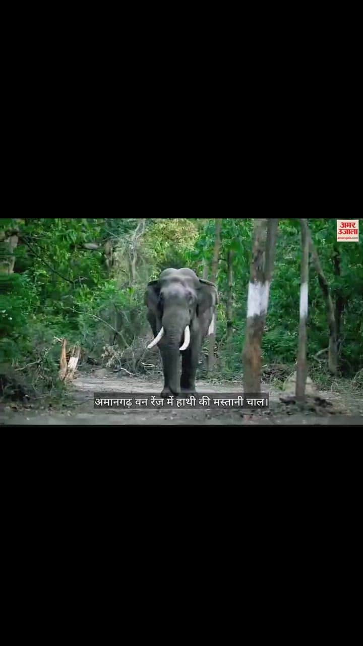 VIDEO : Elephant seen in a cheerful gait in Amangarh forest range of Bijnor