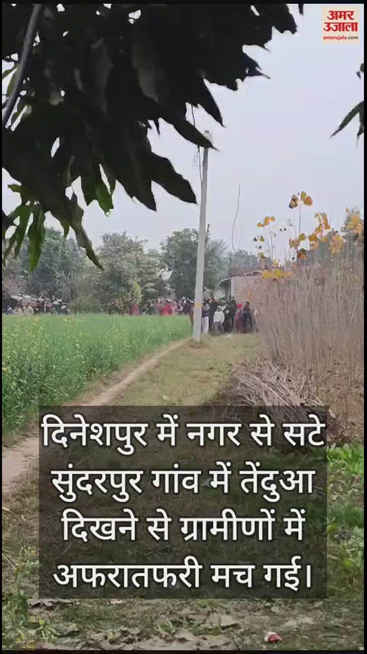 VIDEO : ग्रामीणों को दिनभर ऐसे छकाता रहा तेंदुआ, ड्रोन देख खेत में दुबका...देखें वीडियो