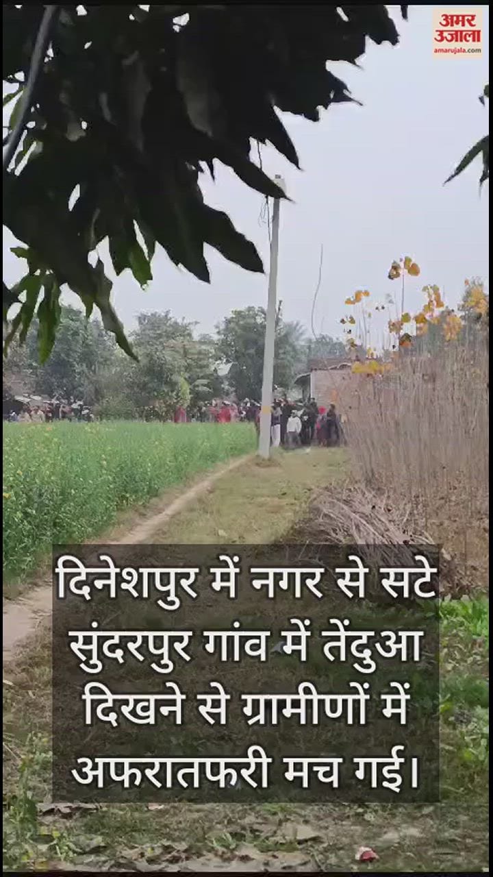 VIDEO : ग्रामीणों को दिनभर ऐसे छकाता रहा तेंदुआ, ड्रोन देख खेत में दुबका...देखें वीडियो