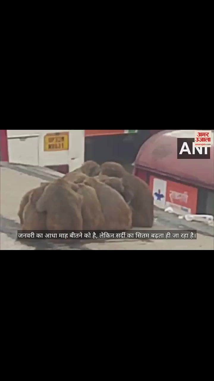 VIDEO : Winter is harsh in Moradabad, worst cold in last 14 years, life completely affected due to fog.