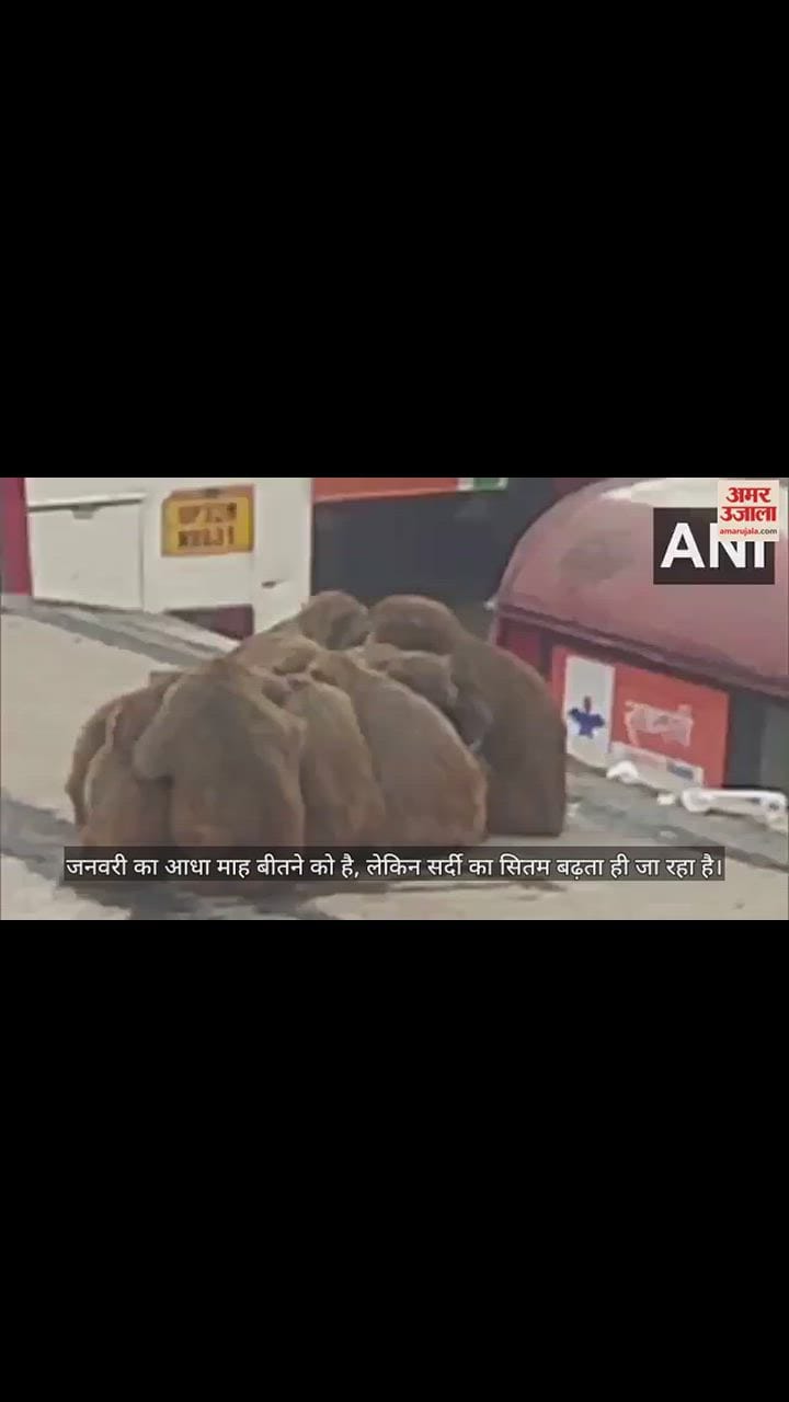 VIDEO : Winter is harsh in Moradabad, worst cold in last 14 years, life completely affected due to fog.