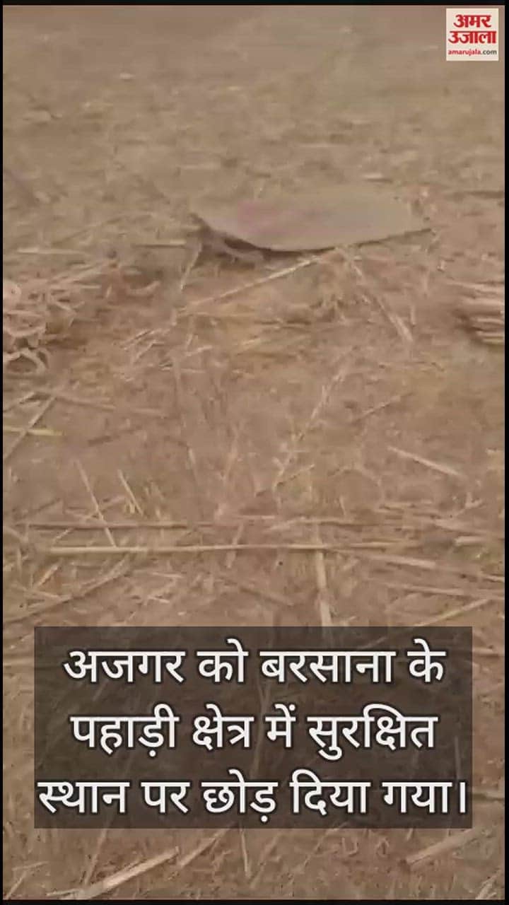 VIDEO : जिस विशाल अजगर को देख ग्रामीणों में थी दहशत, पुलिस ने पकड़कर बोरे में कर लिया बंद; वीडियो हुआ वायरल