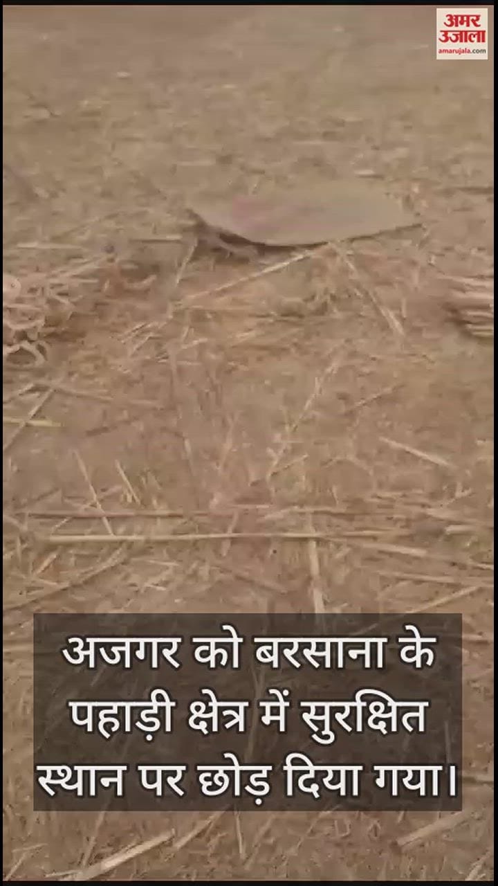 VIDEO : जिस विशाल अजगर को देख ग्रामीणों में थी दहशत, पुलिस ने पकड़कर बोरे में कर लिया बंद; वीडियो हुआ वायरल