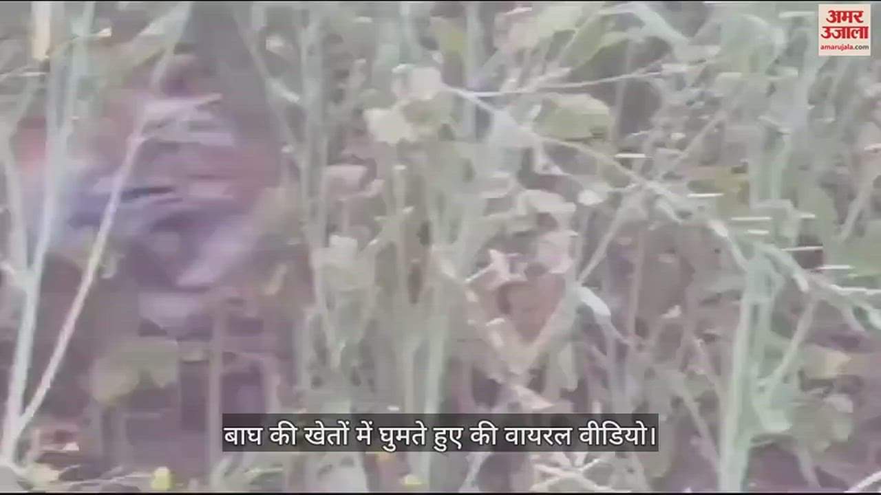 VIDEO : रेवाड़ी में दूसरी बार दिखा बाघ, चार दिन से चल रहा है रेस्क्यू ऑपरेशन