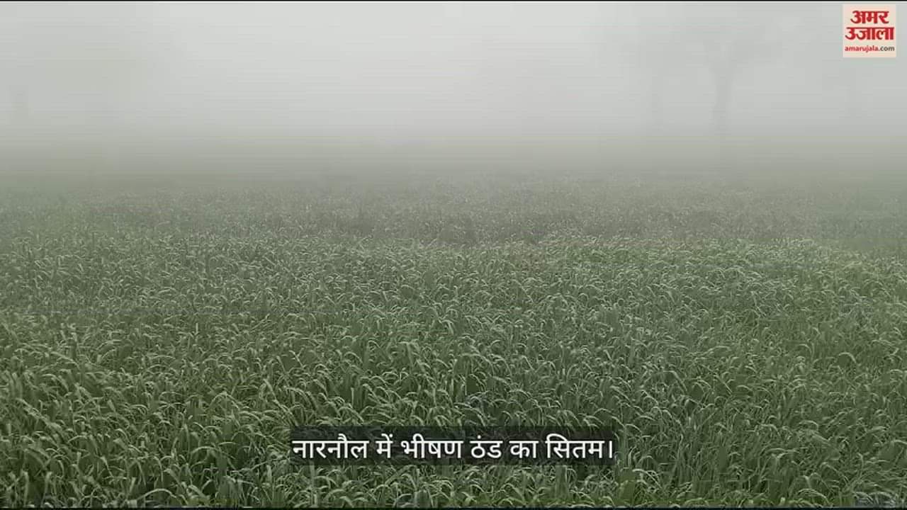 VIDEO : Narnaul Weather Forecast Update Today: Cold Increased Due To Wind In Narnaul