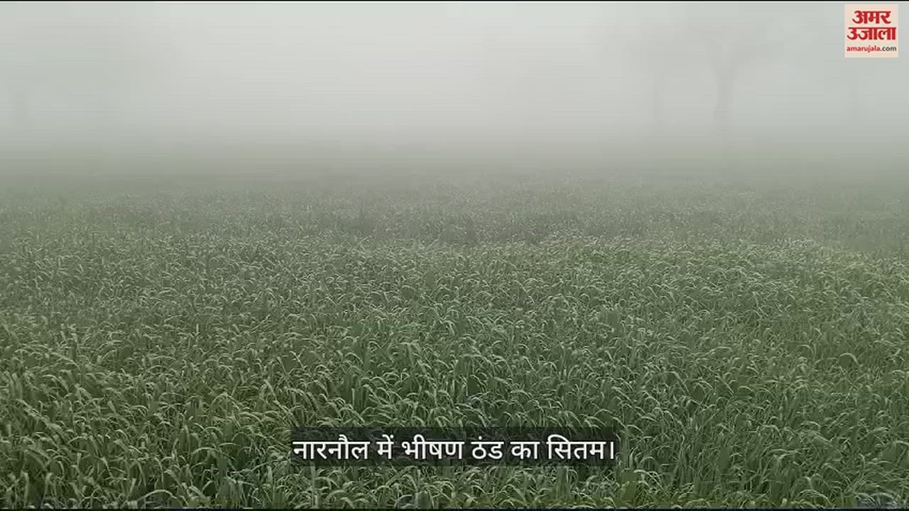 VIDEO : Narnaul Weather Forecast Update Today: Cold Increased Due To Wind In Narnaul