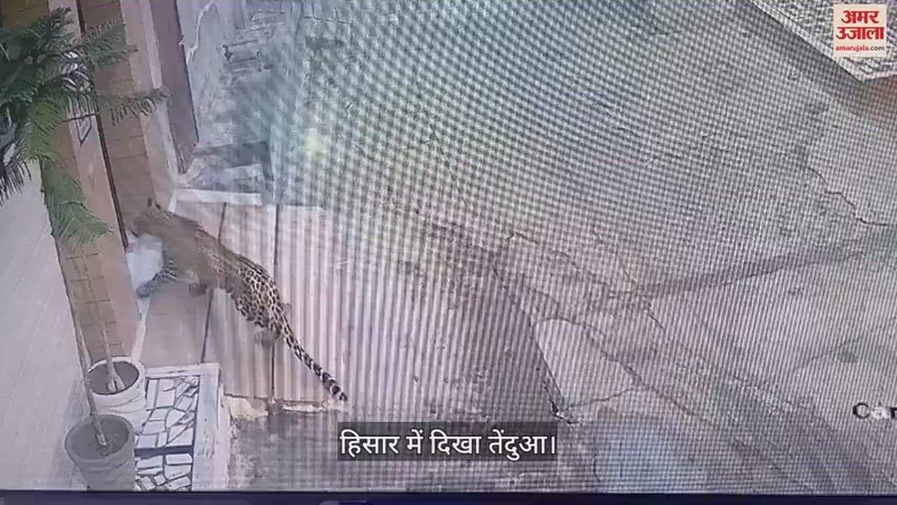 VIDEO : Leopard Seen In Hisar