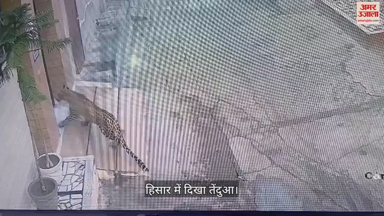 VIDEO : Leopard Seen In Hisar