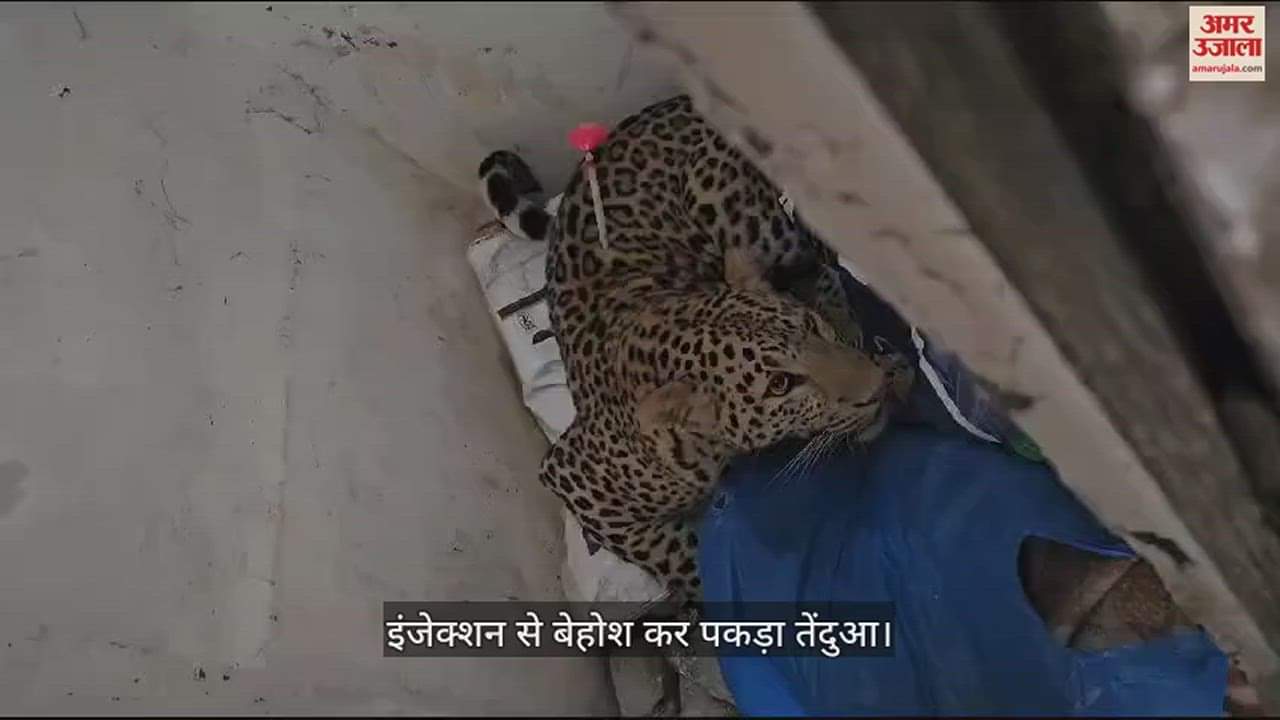 VIDEO : हिसार में घुसा तेंदुआ, इंजेक्शन से बेहोश कर पकड़ा