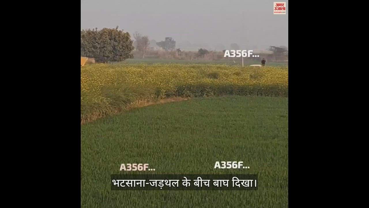 VIDEO : सरसों के खेत में छिपा दिखा बाघ, ग्रामीणों ने बनाया वीडियो
