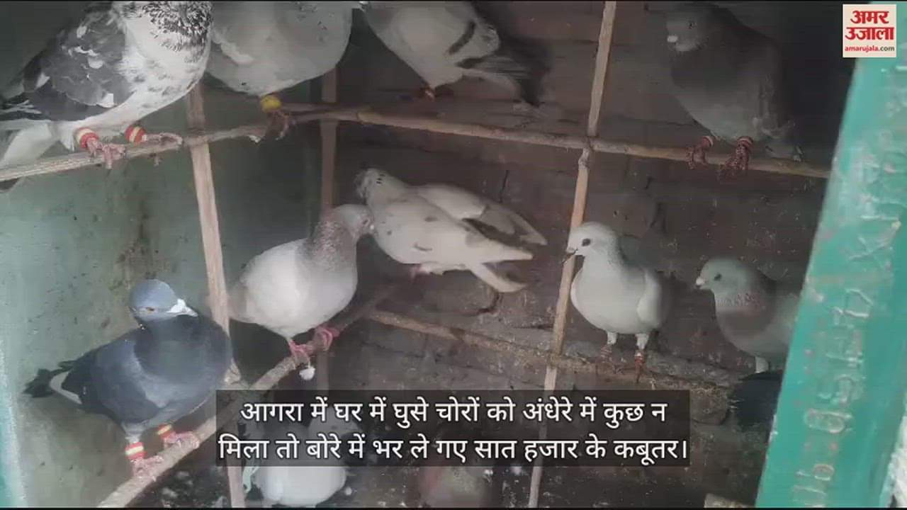 VIDEO : घर में घुसे चोरों को अंधेरे में कुछ न मिला तो बोरे में भर ले गए सात हजार के कबूतर