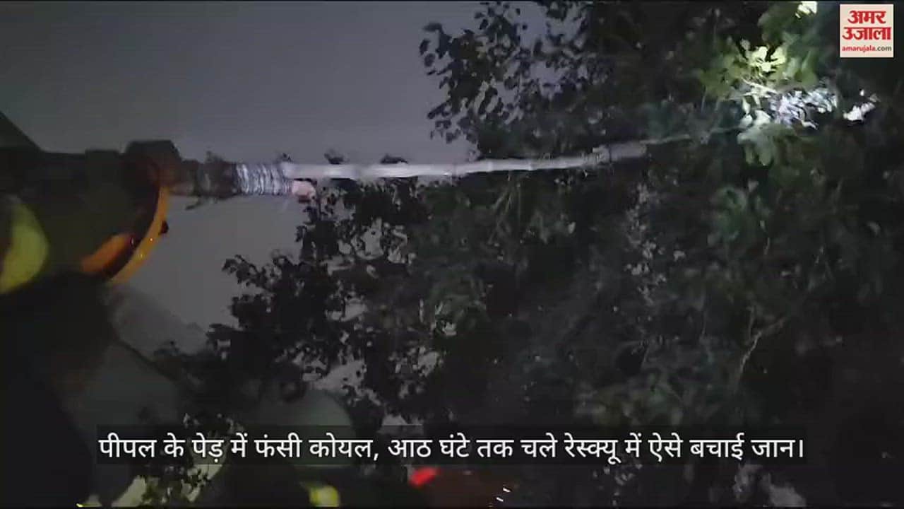 VIDEO : पीपल के पेड़ में फंसी कोयल, आठ घंटे तक चले रेस्क्यू में ऐसे बचाई जान