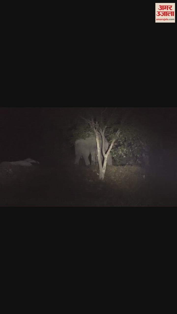 VIDEO : आपस में भिड़े दो विशालकाय हाथी, देखें दिलचस्प वीडियो