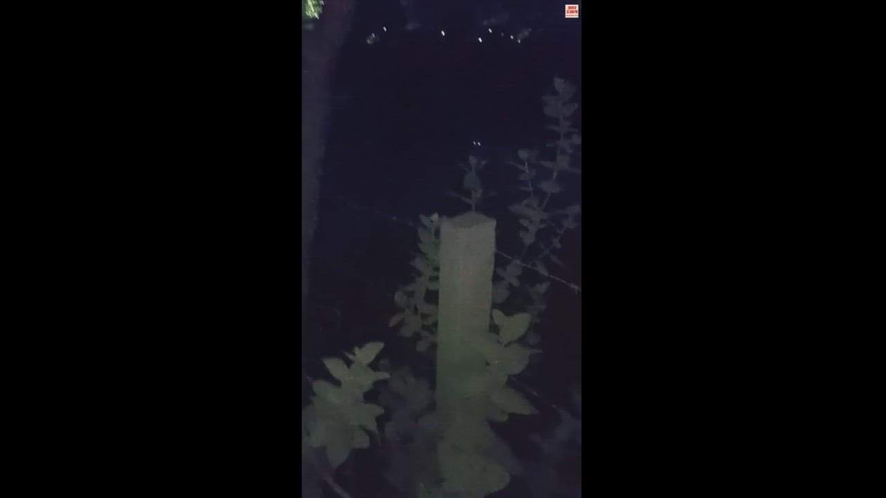 VIDEO : झज्जर के झाड़ली मोहनबाड़ी में तेंदुआ होने का सोशल मीडिया पर वीडियो वायरल