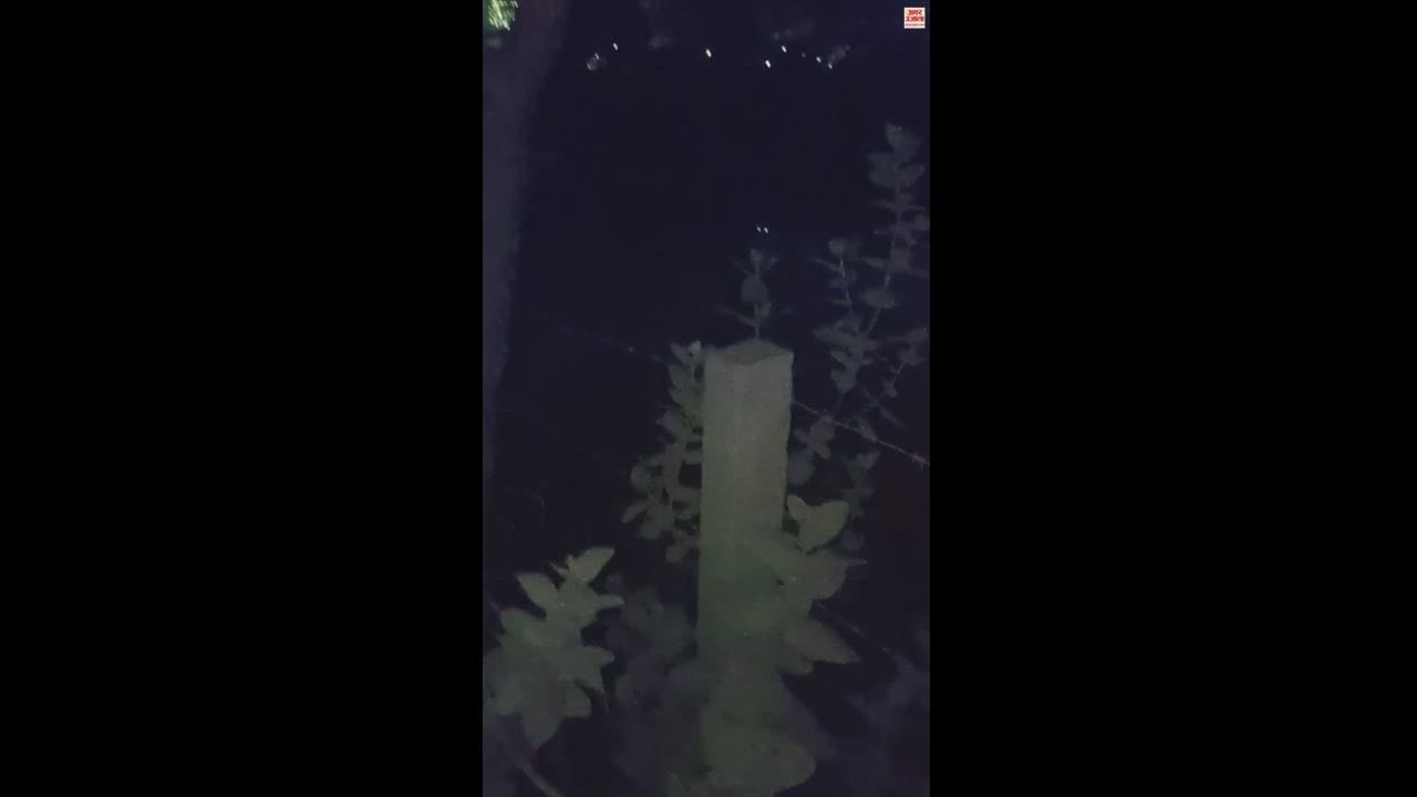 VIDEO : झज्जर के झाड़ली मोहनबाड़ी में तेंदुआ होने का सोशल मीडिया पर वीडियो वायरल