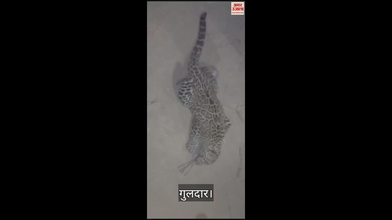 VIDEO : Injured guldar found on side of highway in Bijnor