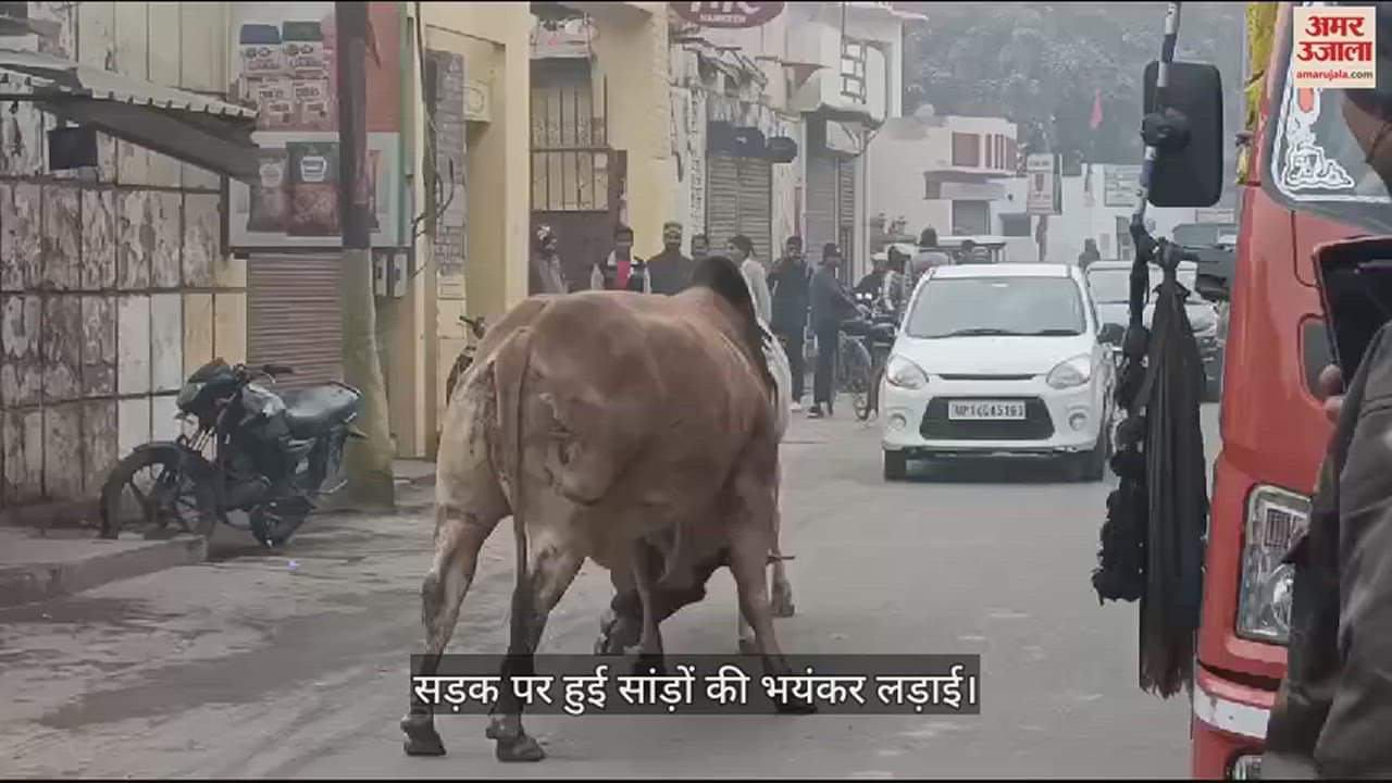 VIDEO : सड़क पर हुई सांड़ों की भयंकर लड़ाई, एक ने दूसरे को उठाकर कार पर पटका