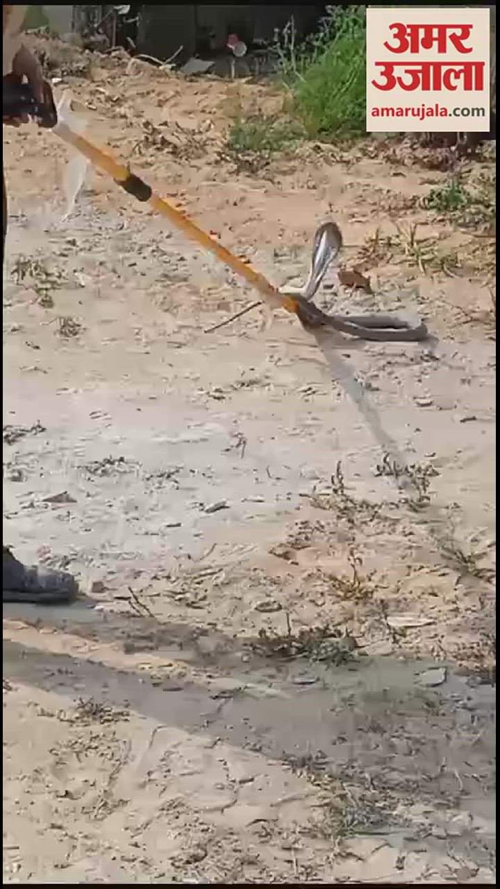 VIDEO : People were shocked after seeing cobra in Gajraula, forest department did rescue