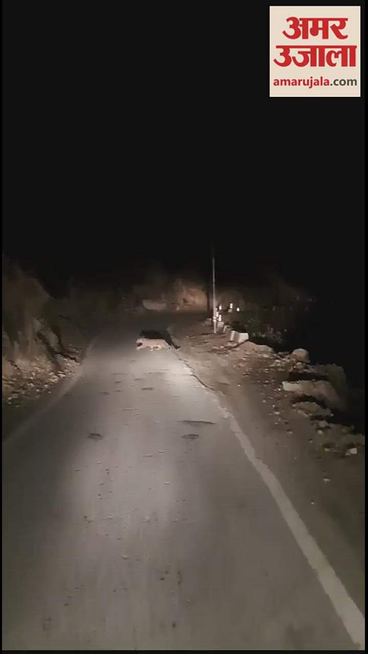 गुलदार-प्रतीकात्मक तस्वीर