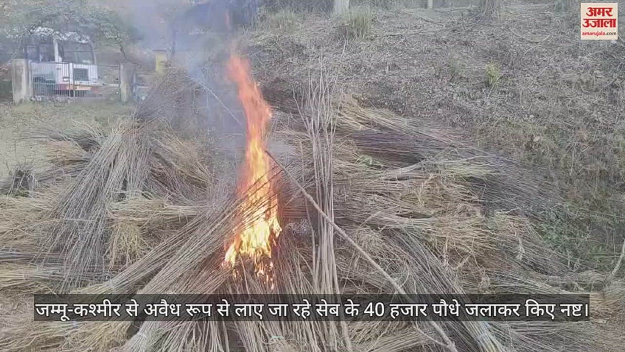 VIDEO : 40 thousand apple plants being brought illegally from Jammu and Kashmir were destroyed by burning.