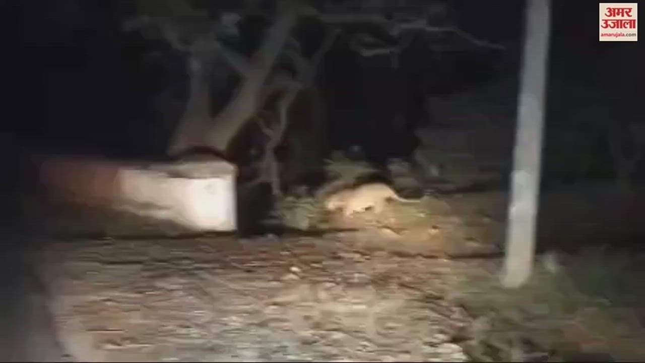 VIDEO : जब कार के आगे आया तेंदुआ और लगा दी दौड़