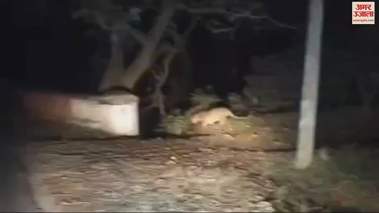 VIDEO : जब कार के आगे आया तेंदुआ और लगा दी दौड़
