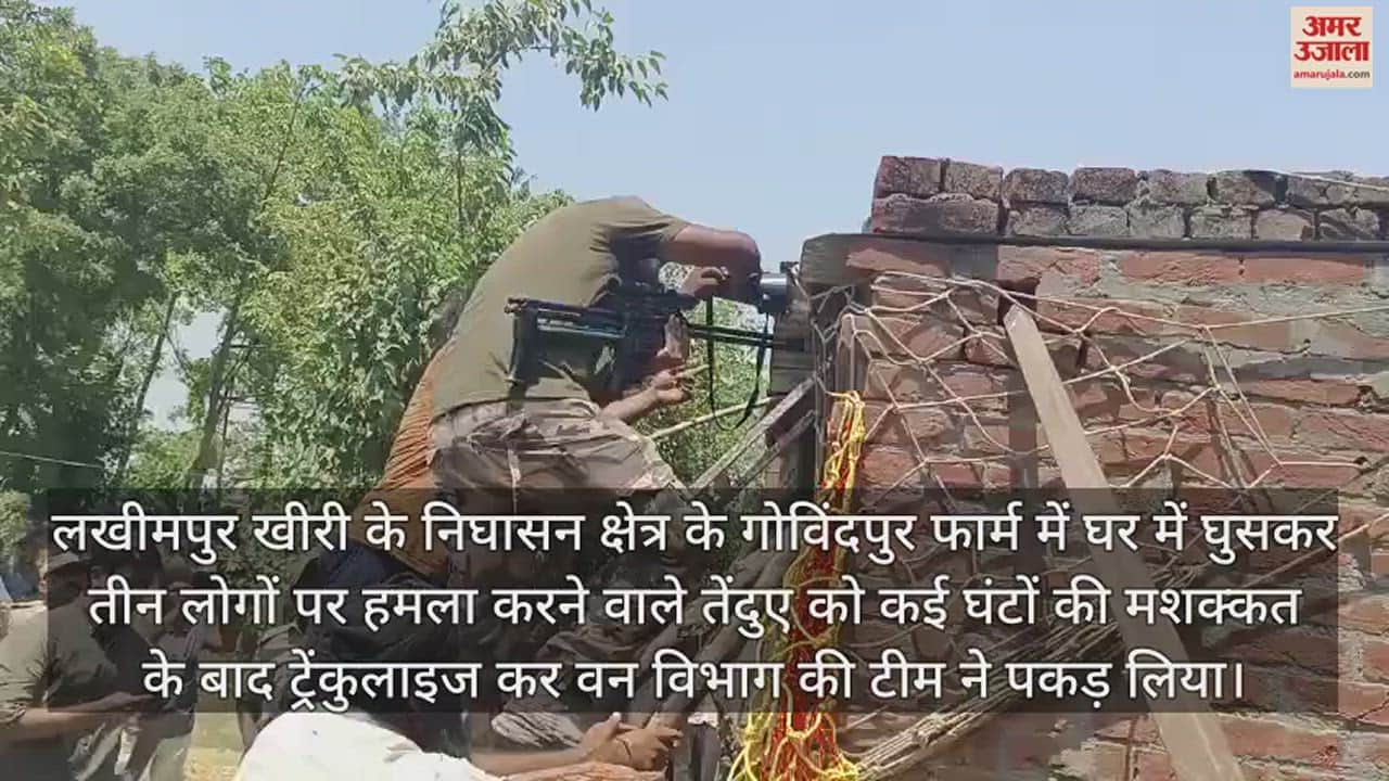 VIDEO : ट्रेंकुलाइज कर पकड़ा गया तेंदुआ, घर में घुसकर परिवार पर किया था हमला