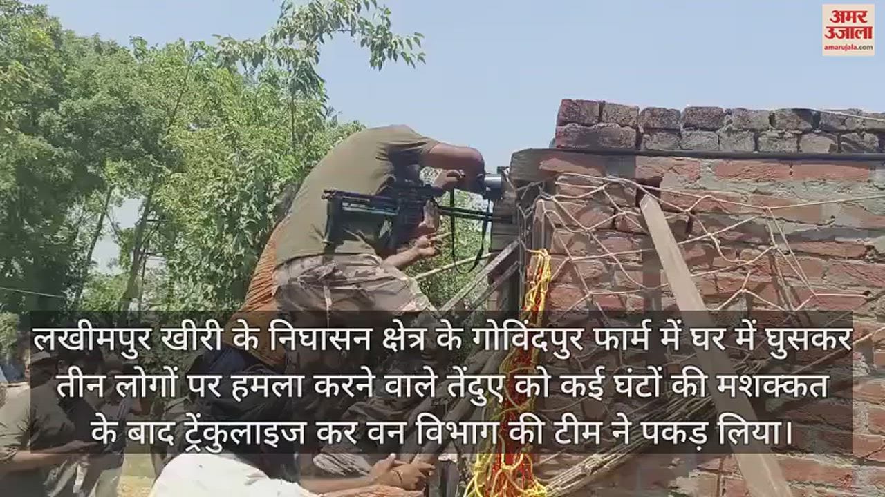 VIDEO : ट्रेंकुलाइज कर पकड़ा गया तेंदुआ, घर में घुसकर परिवार पर किया था हमला
