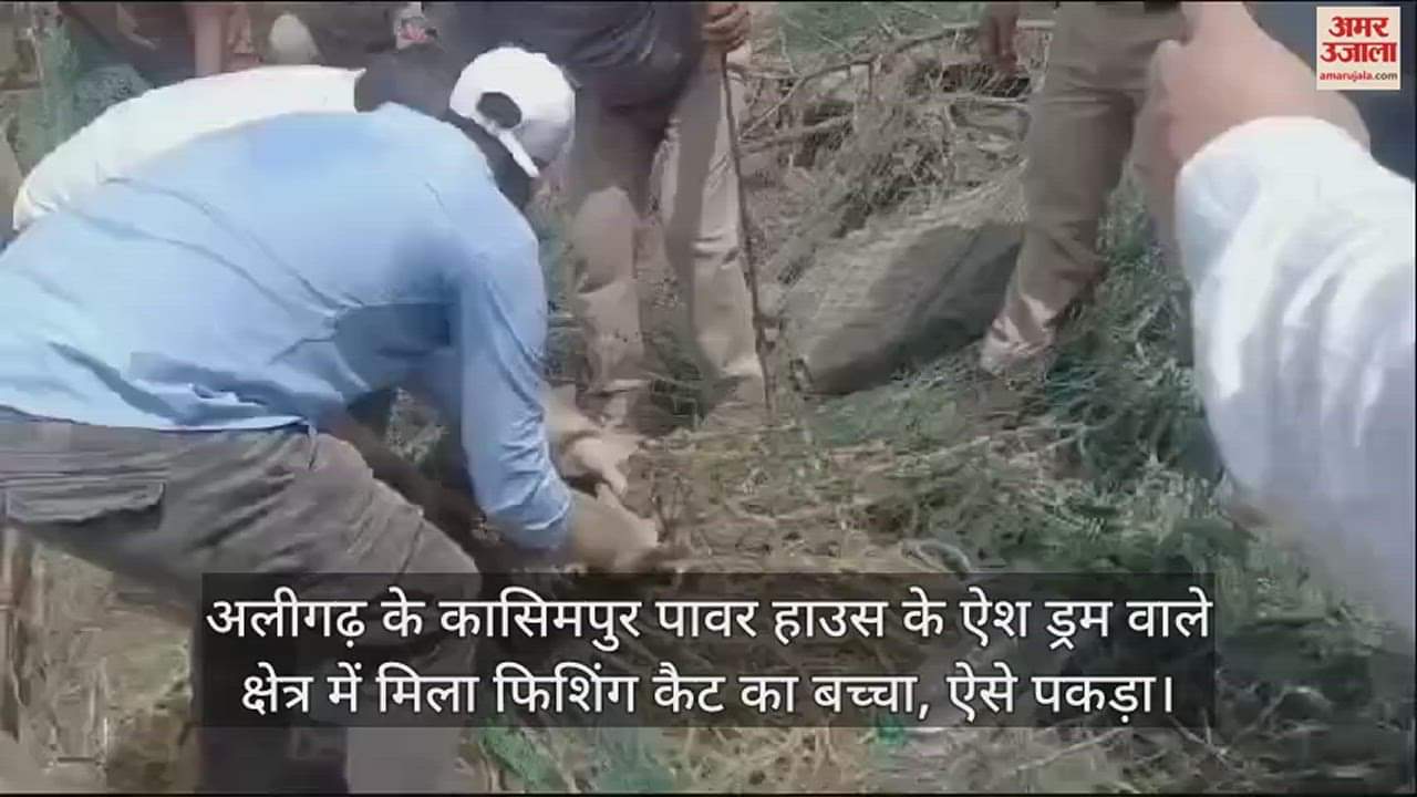 VIDEO : अलीगढ़ के कासिमपुर पावर हाउस के ऐश ड्रम वाले क्षेत्र में मिला फिशिंग कैट का बच्चा, ऐसे पकड़ा