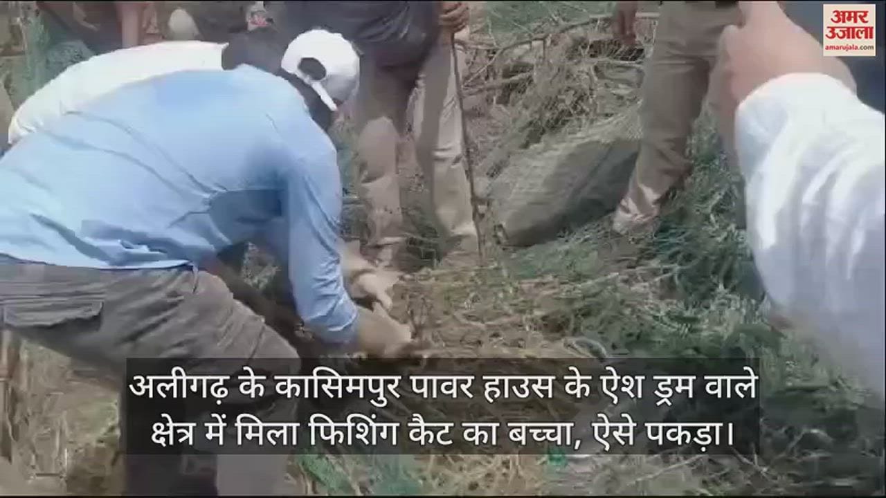VIDEO : अलीगढ़ के कासिमपुर पावर हाउस के ऐश ड्रम वाले क्षेत्र में मिला फिशिंग कैट का बच्चा, ऐसे पकड़ा