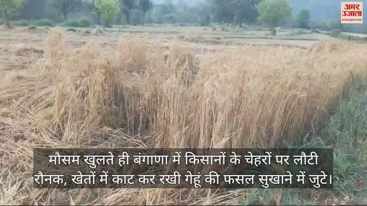VIDEO : As soon as the weather opened, farmers Busy in drying the harvested wheat crop kept in the fields.