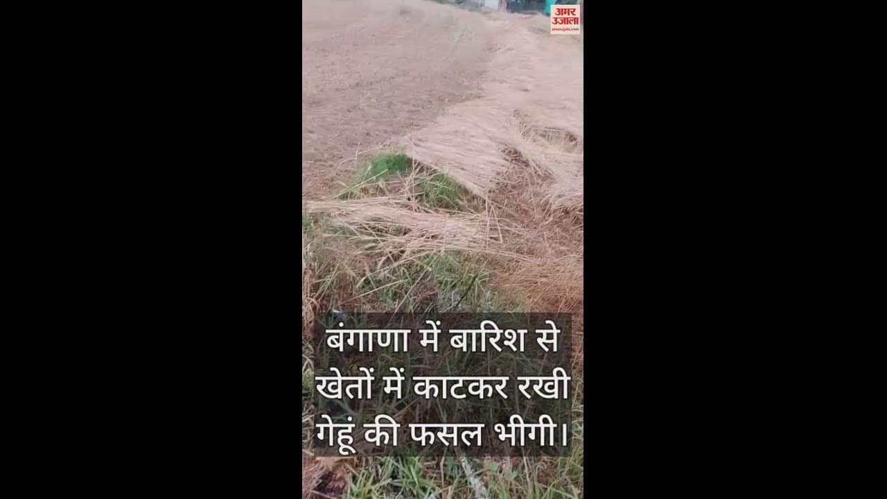 VIDEO : Due to rain in Bangana, harvested wheat crop kept in the fields got wet,