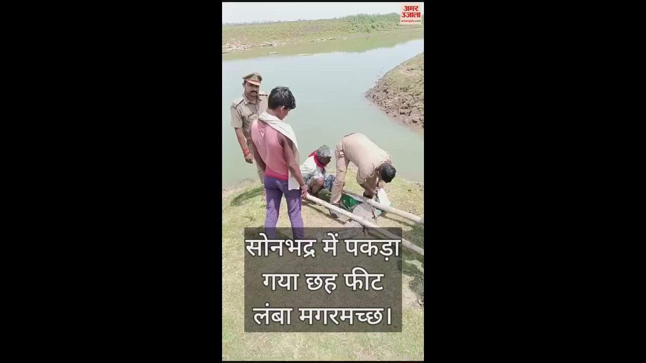 VIDEO : Six Feet Long Crocodile Caught By Forest Department In Sonbhadra