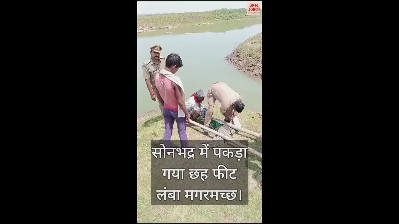 VIDEO : Six Feet Long Crocodile Caught By Forest Department In Sonbhadra