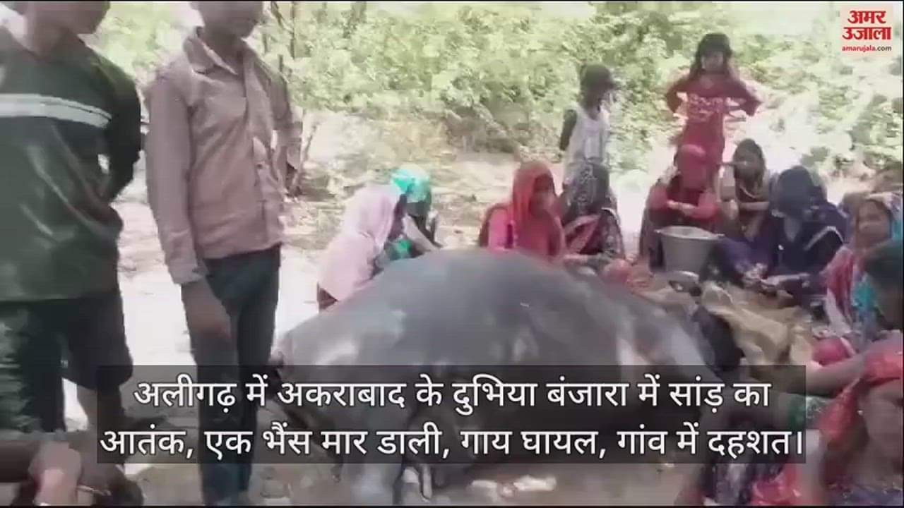 VIDEO : अलीगढ़ में अकराबाद के दुभिया बंजारा में सांड़ का आतंक, एक भैंस मार डाली, गाय घायल, गांव में दहशत