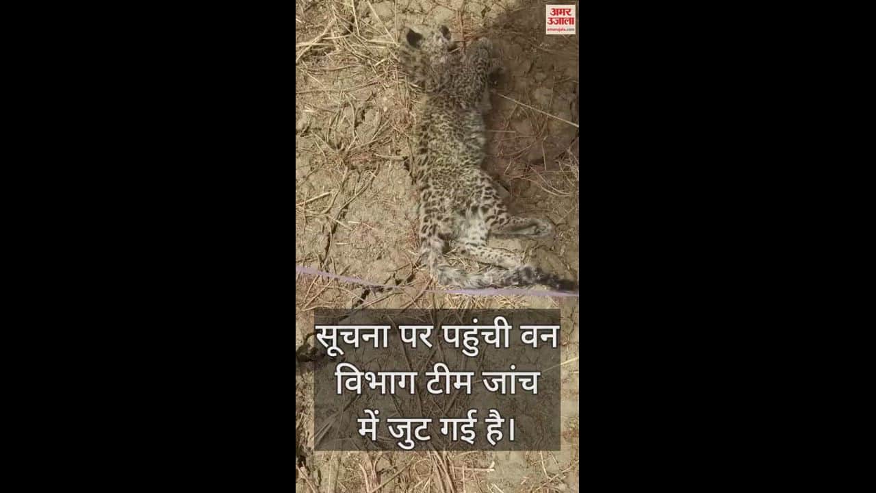 VIDEO : मृत अवस्था में मिला शावक तेंदुआ, मौके पर पहुंची वन विभाग की टीम; कर रही जांच